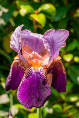 Bahar arka plan bahar çiçekleri ile 