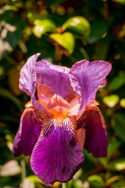 Bahar arka plan bahar çiçekleri ile 