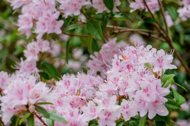 Parktaki bahar çiçeklerinin fotoğrafı.  