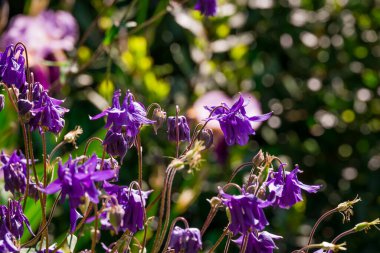 Bahar arka plan bahar çiçekleri ile 