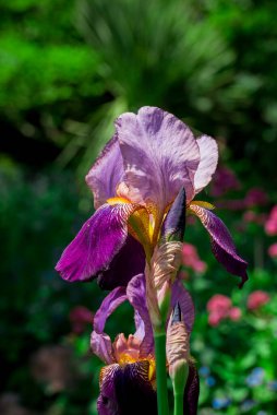 Bahar arka plan bahar çiçekleri ile 