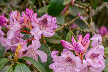 Parktaki bahar çiçeklerinin fotoğrafı.  