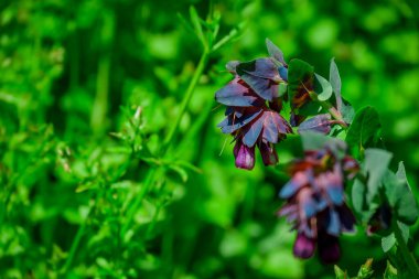 Bahar arka plan bahar çiçekleri ile 