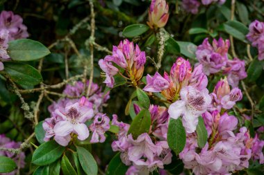 Parktaki bahar çiçeklerinin fotoğrafı.  