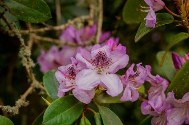 Parktaki bahar çiçeklerinin fotoğrafı.  