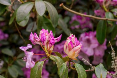 Parktaki bahar çiçeklerinin fotoğrafı.  