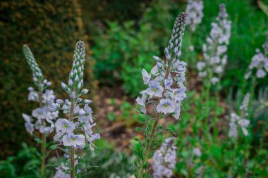Parktaki bahar çiçeklerinin fotoğrafı.  