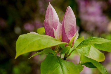 Parktaki bahar çiçeklerinin fotoğrafı.  