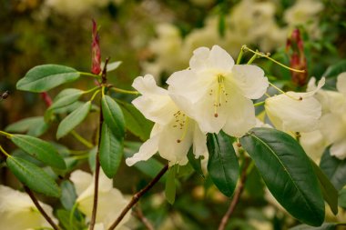 Parktaki bahar çiçeklerinin fotoğrafı.  
