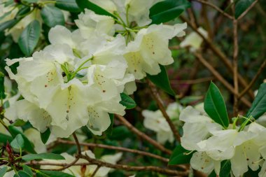 Parktaki bahar çiçeklerinin fotoğrafı.  
