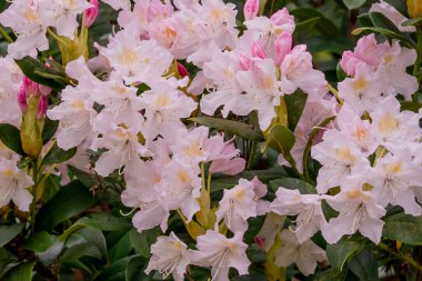 Parktaki bahar çiçeklerinin fotoğrafı.  