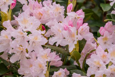 Parktaki bahar çiçeklerinin fotoğrafı.  