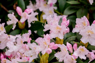 Parktaki bahar çiçeklerinin fotoğrafı.  