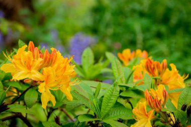 Parktaki bahar çiçeklerinin fotoğrafı.  