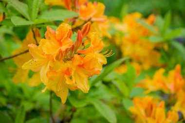 Parktaki bahar çiçeklerinin fotoğrafı.  