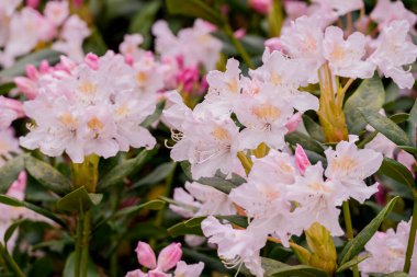Parktaki bahar çiçeklerinin fotoğrafı.  