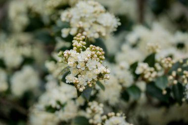 Parktaki bahar çiçeklerinin fotoğrafı.  