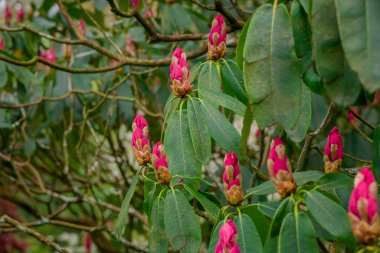 Parktaki bahar çiçeklerinin fotoğrafı.  