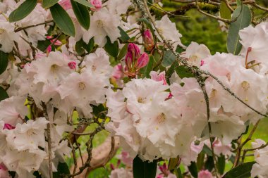 Parktaki bahar çiçeklerinin fotoğrafı.  