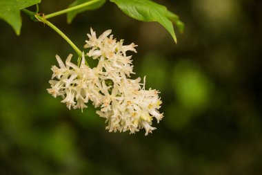 Parktaki bahar çiçeklerinin fotoğrafı.  
