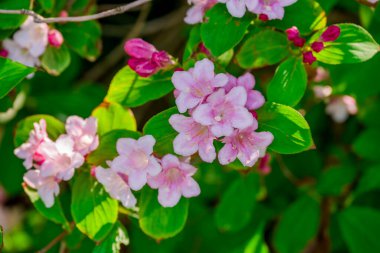 Bahar arka plan bahar çiçekleri ile 