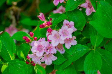 Bahar arka plan bahar çiçekleri ile 