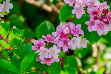 Bahar arka plan bahar çiçekleri ile 
