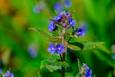 Bahar arka plan bahar çiçekleri ile 