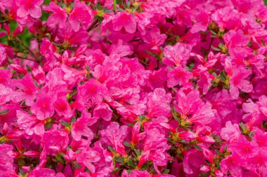 Parktaki bahar çiçeklerinin fotoğrafı.  