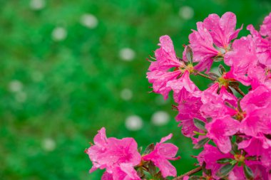 Parktaki bahar çiçeklerinin fotoğrafı.  