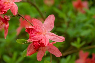 Parktaki bahar çiçeklerinin fotoğrafı.  