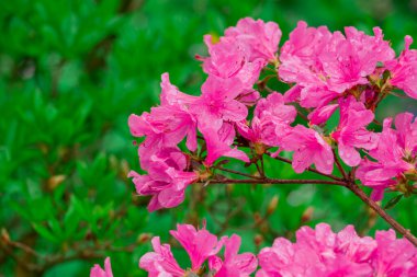 Parktaki bahar çiçeklerinin fotoğrafı.  