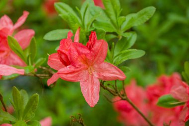 Parktaki bahar çiçeklerinin fotoğrafı.  