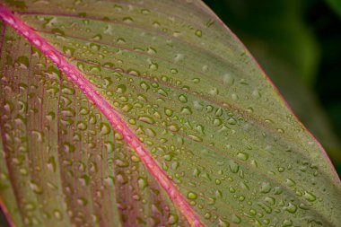 Bahçede büyüyen çiçeklerin fotoğrafı.  