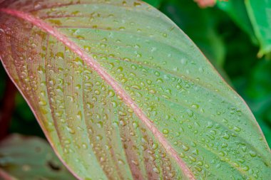Bahçede büyüyen çiçeklerin fotoğrafı.  