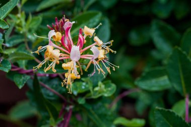 Bahçede büyüyen çiçeklerin fotoğrafı.  
