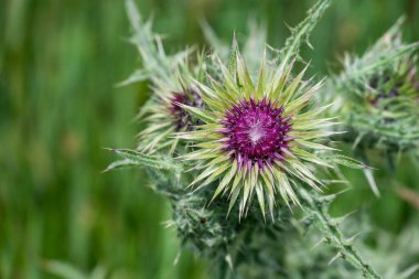 Bahçede büyüyen çiçeklerin fotoğrafı. 