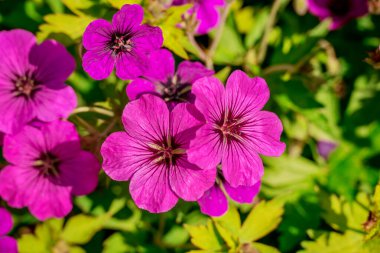 Bahçede büyüyen çiçeklerin fotoğrafı. 