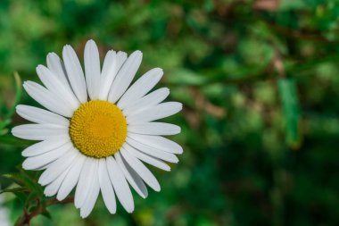 Bahçede büyüyen çiçeklerin fotoğrafı. 