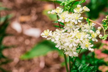 Bahçede büyüyen çiçeklerin fotoğrafı. 
