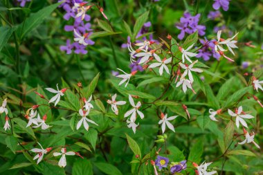 Bahçede büyüyen çiçeklerin fotoğrafı. 