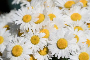 Bahçede büyüyen çiçeklerin fotoğrafı. 