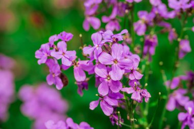 Bahçede büyüyen çiçeklerin fotoğrafı. 
