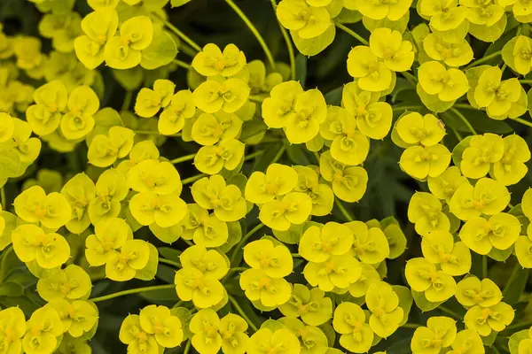 stock image Photo of growing flowers in the garden 