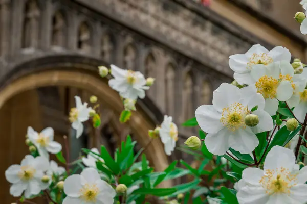 stock image Photo of growing flowers in the garden 