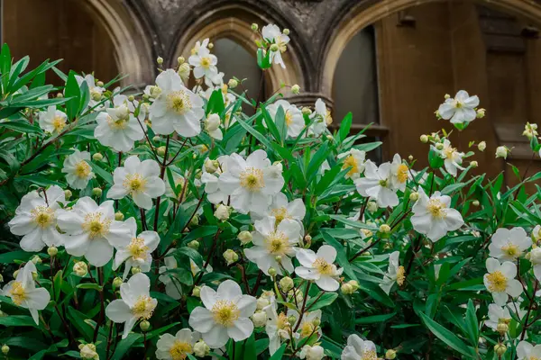 stock image Photo of growing flowers in the garden 