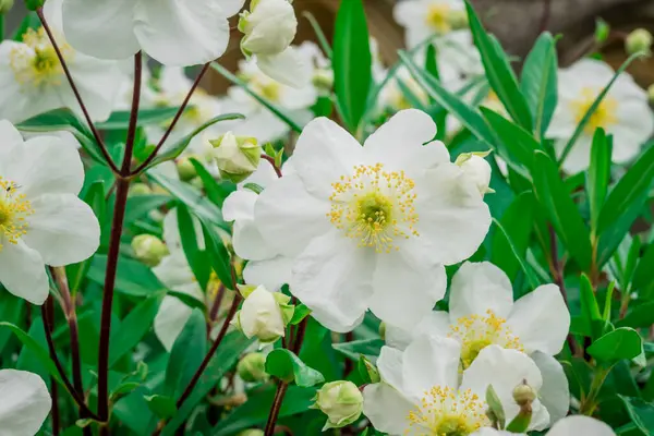 stock image Photo of growing flowers in the garden 