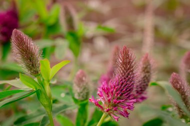  Bahçede bitki yetiştirme fotoğrafı. 