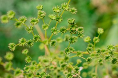  Bahçede bitki yetiştirme fotoğrafı. 