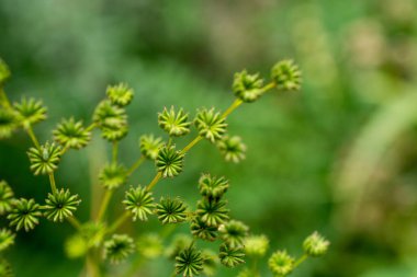  Bahçede bitki yetiştirme fotoğrafı. 